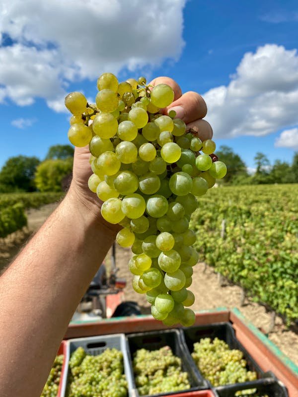 Plongée dans l'univers des vins de la vallée du rhône